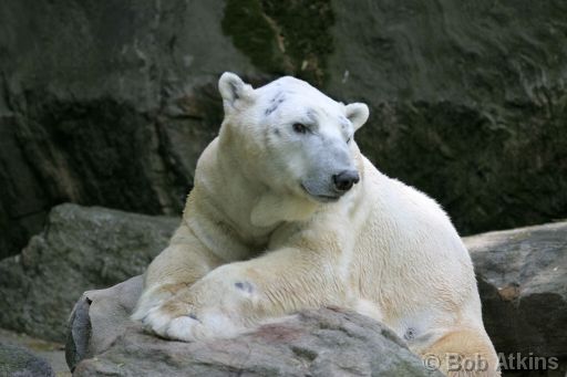 IMG_0020.JPG   -   Bronx Zoo: Polar Bear