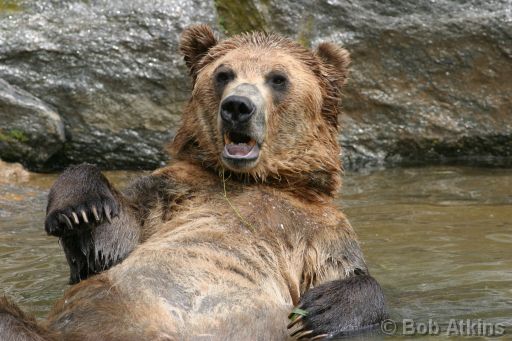 IMG_0053.JPG   -   Bronx Zoo: Brown (Grizzly) Bear