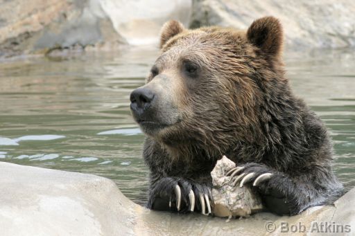 IMG_0059.JPG   -   Bronx Zoo: Brown (Grizzly) Bear