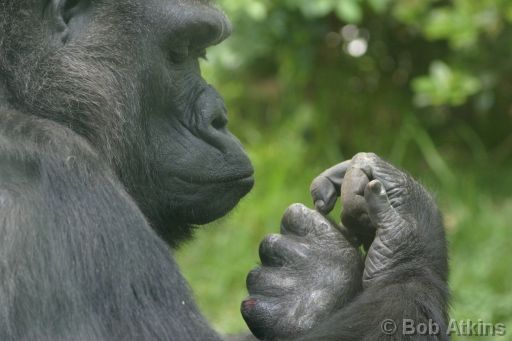 IMG_0082.JPG   -   Bronx Zoo: Gorilla in the new open gorilla habitat at the Bronx Zoo