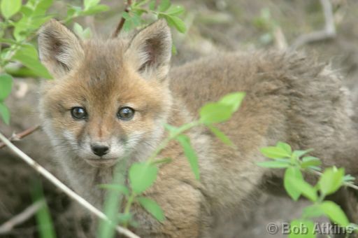 fox_cub_00071_RJa.jpg   -   Fox Cub in the Great Swamp N.W.R,, New Jersey