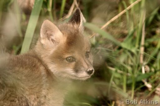 fox_cub_CRW_1564_RJa.JPG   -   Fox Cub in the Great Swamp N.W.R., New Jersey