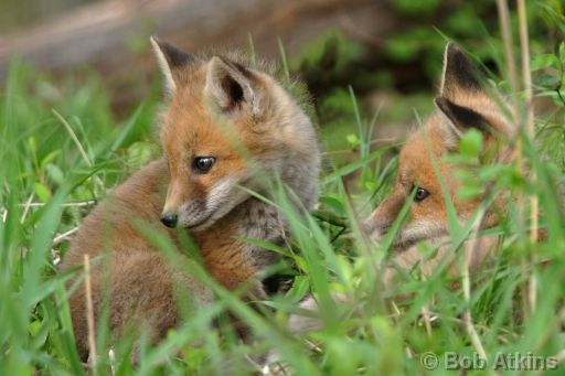 fox_cub_IMG_1841a.jpg   -   Fox Cubs in the Great Swamp N.W.R., New Jersey