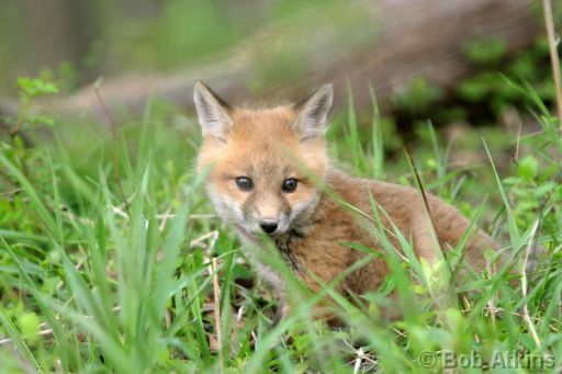 fox_cub_IMG_1843a.jpg