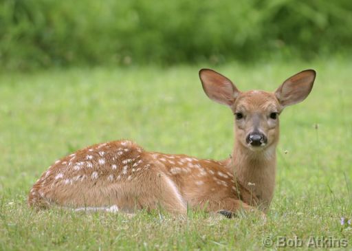 white_tail_deer_IMG_3055a.JPG   -   White Tail Deer fawn