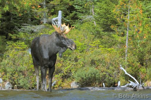IMG_1094.JPG   -   Young Bull Moose, Sandy Stream Pond, Baxter State Park, Maine
