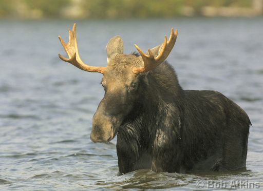 IMG_1136.JPG   -   Young Bull Moose, Sandy Stream Pond, Baxter State Park, Maine