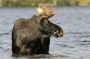 Young Bull Moose, Sandy Stream Pond, Baxter State Park, Maine