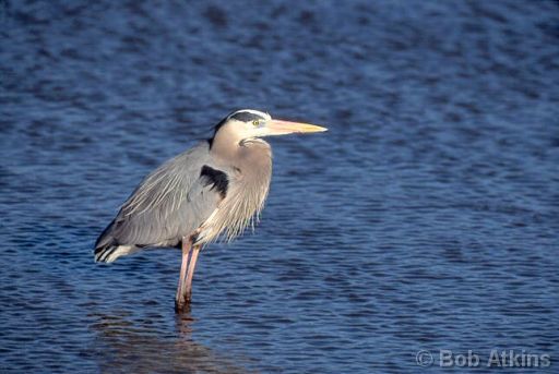 heron_bbh0001a.jpg   -   Great Blue Heron, William B. Forsythe (