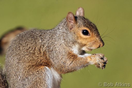 squirrel_IMG_2942a.JPG   -   Gray Squirrel