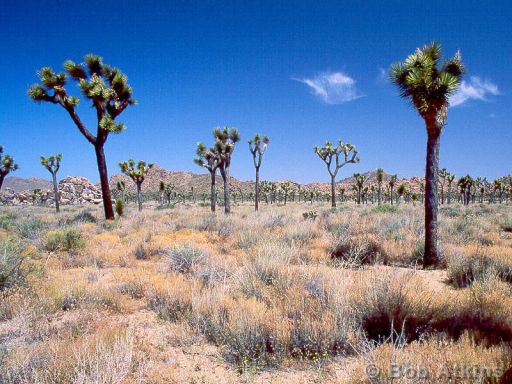 desert_TEMP0498.JPG   -   Joshua Trees, Joshua Tree National Park, California