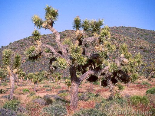 desert_TEMP0500.JPG   -   Joshua Tree, Joshua Tree National Park, California