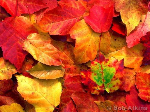 fall_foliage_TEMP0106.JPG   -   Fall foliage, New Jersey