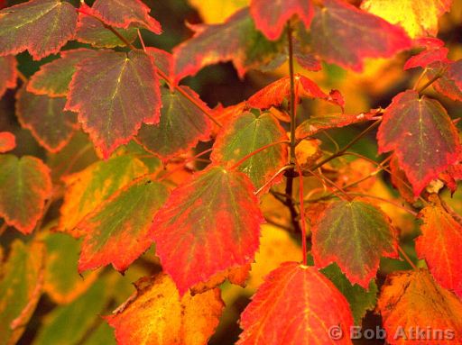 fall_foliage_TEMP0125.JPG   -   Fall foliage, Acadia National Park, Maine