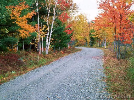 fall_foliage_TEMP0438.JPG   -   Cariage road and fall foliage, Acadia National Park, Maine