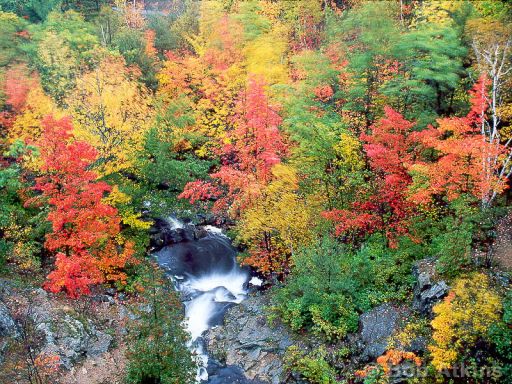 fall forest