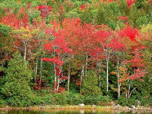 fall_foliage_TEMP0455.JPG   -   Fall foliage, Acadia National Park, Maine