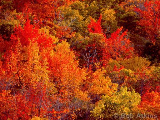 fall_foliage_TEMP0465.JPG   -   Fall foliage, Acadia National Park, Maine