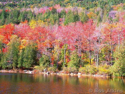 fall_foliage_TEMP0474.JPG   -   Fall foliage, Acadia National Park, Maine