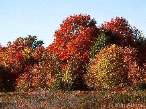 fall_foliage_TEMP0497.JPG   -   Fall Foliage, Lord Stirling Park, New Jersey