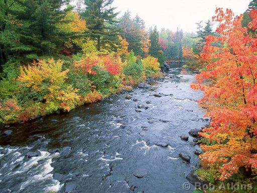fall_foliage_TEMP0524.JPG   -   Fall foliage, Maine