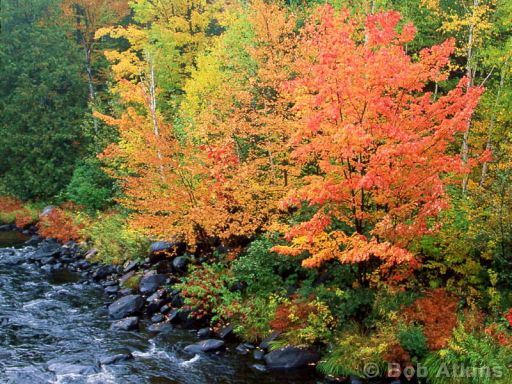 fall_foliage_TEMP0542.JPG   -   Fall foliage, Maine