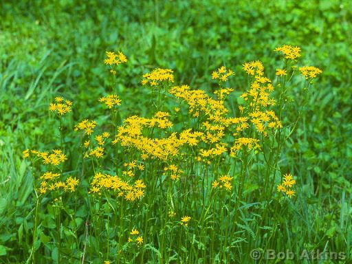 flowers_TEMP0503.JPG   -   Yellow flowers, New Jersey