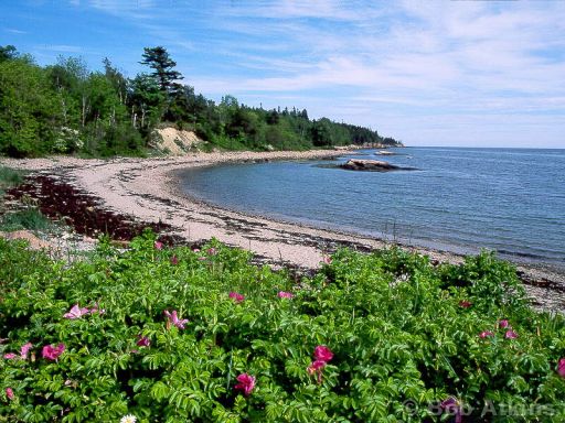 ocean_TEMP0442.JPG   -   Beach and roses, Acadia National Park, Maine