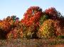 Fall foliage, New Jersey