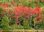 Fall foliage, Acadia National Park, Maine