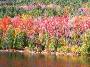 Fall foliage, Acadia National Park, Maine