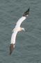 Gannet in flight over the North Sea, UK