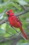 Male Cardinal, New Jersey