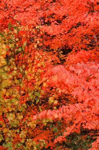  - fall_foliage_18