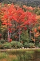 Fall foliage - trees on Bubble Pond, Acadia Nationsl Park, Maine