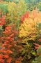Fall foliage in Acadia National Park, Maine