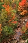 Duck Brook in Fall, Acadia National PArk, Maine