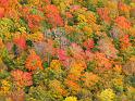 Fall Foliage,  Acadia National Park, Maine