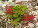 Fall foliage - Huckelberry and pine,  Acadia National Park, Maine