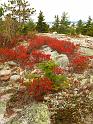Fall foliage, Huckelberry and pines,  Acadia National Park, Maine