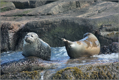 Acadia National Park Photography Guide