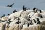 Cormorants nest on uninhabited offshore islands near Acadia National Park. This image was shot from a boat.