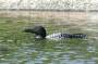 Loons are fairly common within Acadia National Park, but you don't often get too close to them. This one was fishing in Jordan Pond