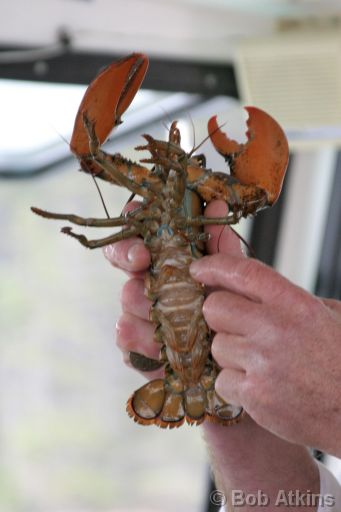 bar_harbor_lobster_IMG_2791.JPG   -   A lobster, in fact a LIVE lobster, just pulled from the ocean and about to return. Most lobsters you'll see in Bar Harbor will be boiled and on a plate with butter. There are boat trips however, which will take you to see the real thing