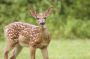 White tail deer fawn