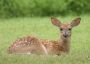 White Tail Deer fawn