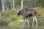 Young Bull Moose, Sandy Stream Pond, Baxter State Park, Maine