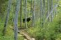 Moose hiding in the woods, just off the main hiking trail, near Sandy Stream Pond, Baxter State Park, Maine