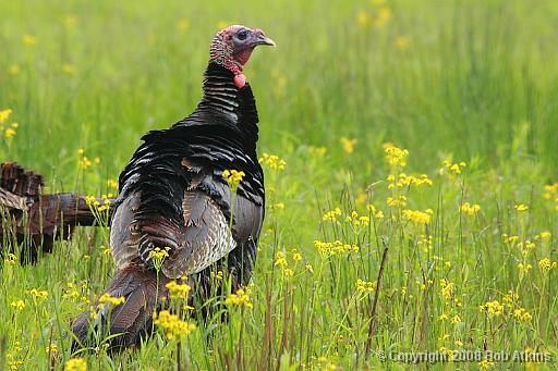 turkeys02
