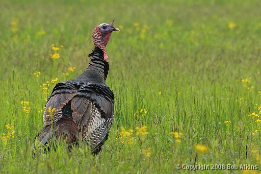 turkeys07